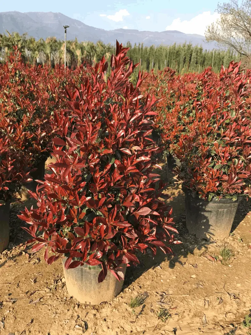 Alev ağacı