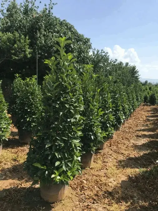 Fidanlıkta saksılı ligustrum lucidum dış mekan süs bitkisi