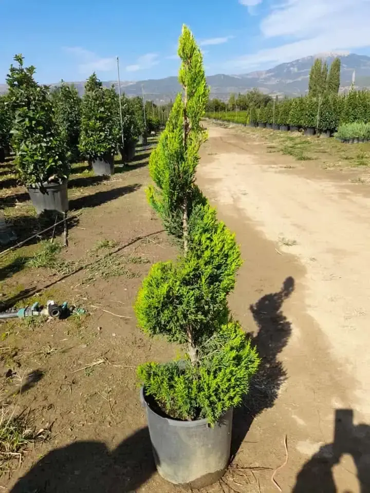 Peyzaj düzenlemesi için dekoratif spiral budamalı limon servi