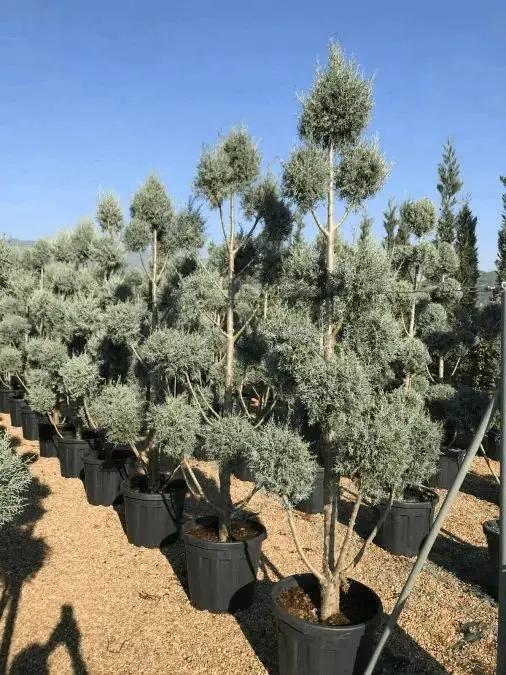 Mavi Arizona Servi dış mekan süs bitkisi
